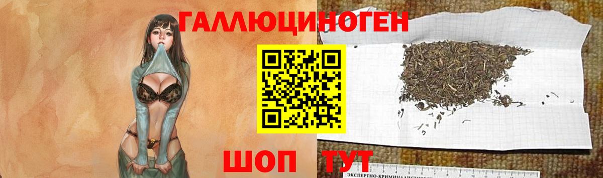 Галлюциногенные грибы Psilocybine cubensis Киселёвск